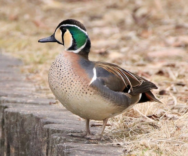 珍しい水鳥は去ってしまったのかな トモエガモ バン等 おとろ日記