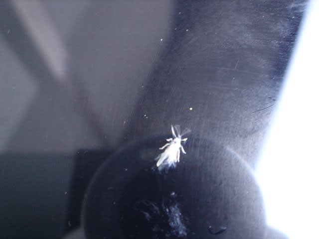 雪虫のころ 餃子の街 宇都宮 ある菓子店のひとり言 雪虫のころ 餃子の街 宇都宮 ある菓子店のひとり言