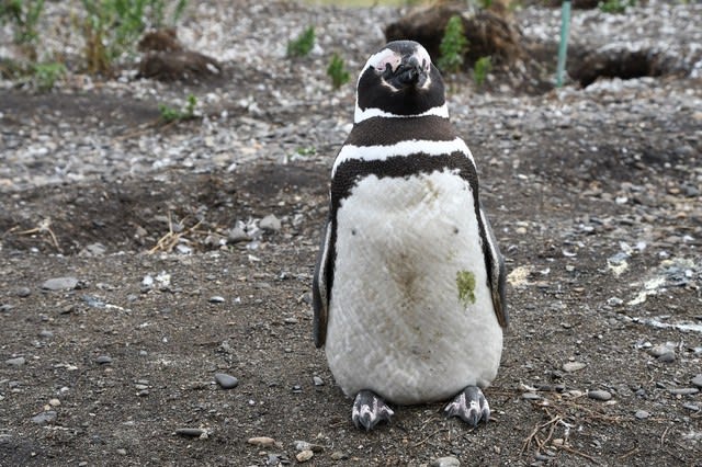 南極ペンギン談義 続 チャッピー と歩く 19年