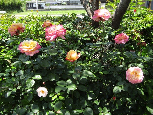 蔓バラのコルデスジュビリーです 熊牟田の風景写真