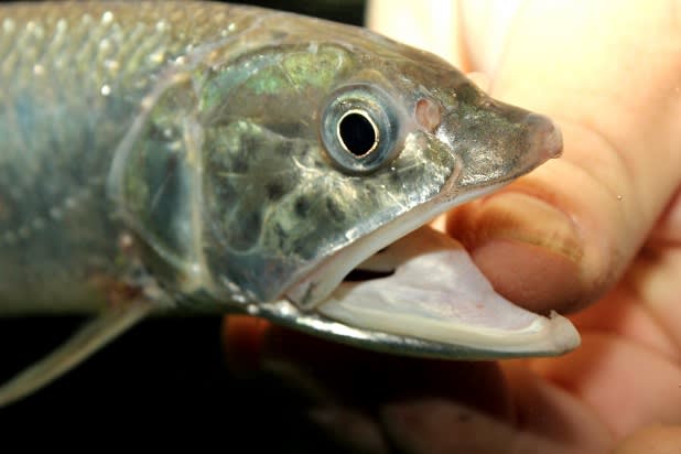 幻の超イケメン魚 Leafな出来事