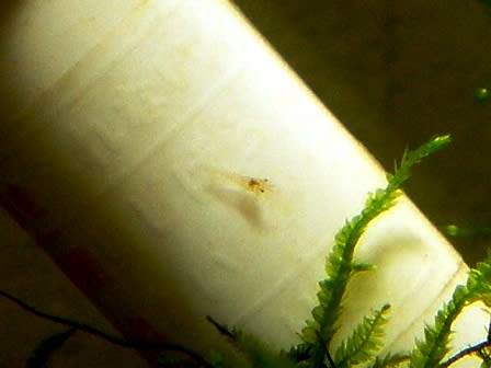 稚エビ発見 からすの巣 別館 稚エビ発見 からすの巣 別館