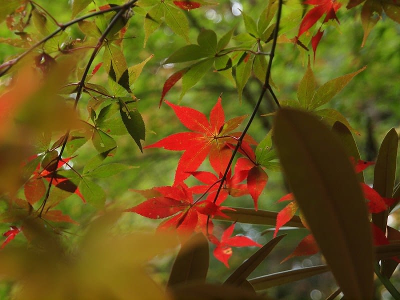 敷き詰める椛の錦 めぐる季節 花華の雪月花 敷き詰める椛の錦 めぐる季節 花華の雪月花