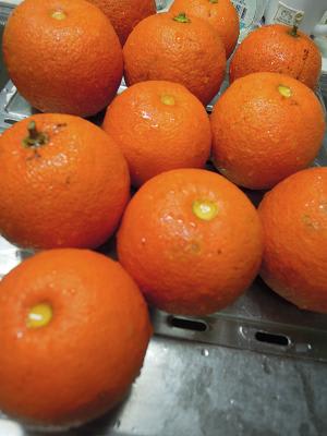 保存用 畑の橙を使って手作りポン酢 土 彩 畑へ ようこそ