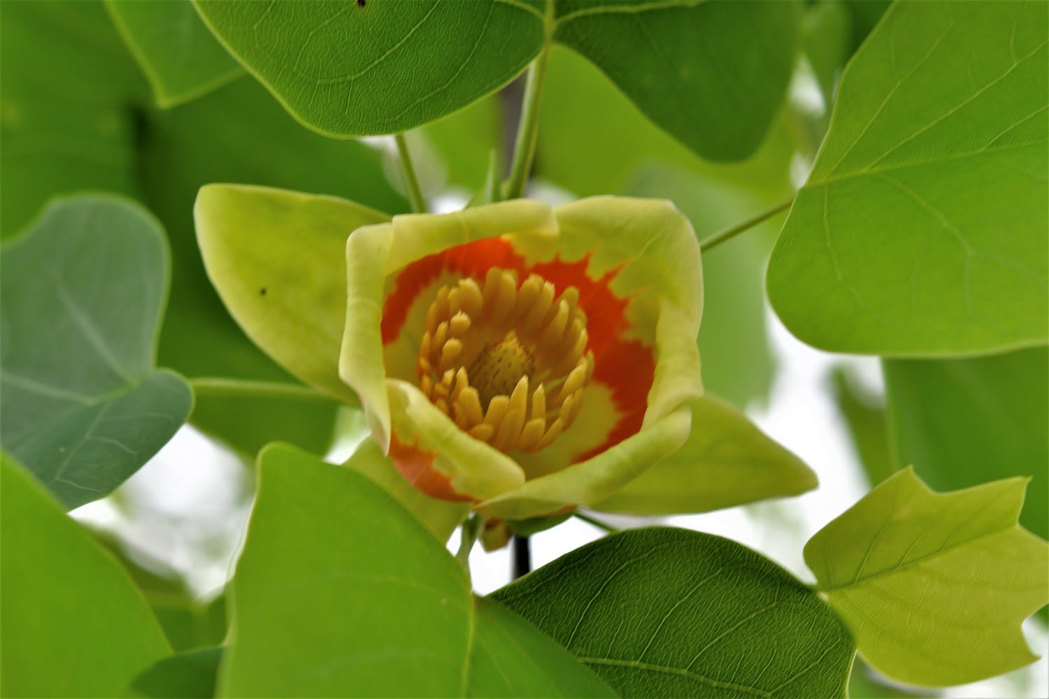 大木に咲く花 ユリノキの花は ユニークで可愛過ぎでした 延岡の山歩人ｋ