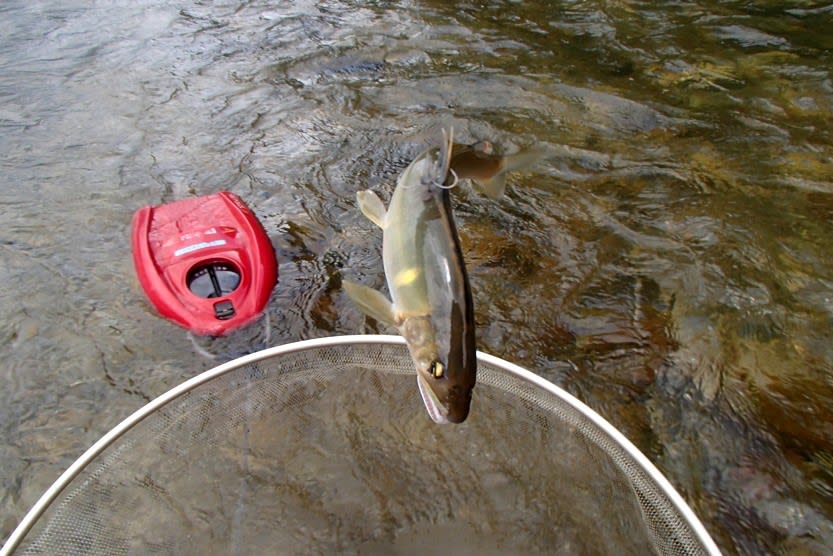 魚野川と碓氷川 かわ遊び やま遊び雑記 魚野川と碓氷川 かわ遊び やま遊び雑記