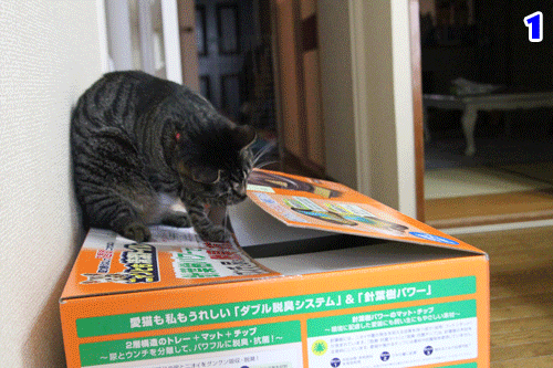 おトイレ観察日記 その2 ねこのひとりごと おトイレ観察日記 その2 ねこのひとりごと