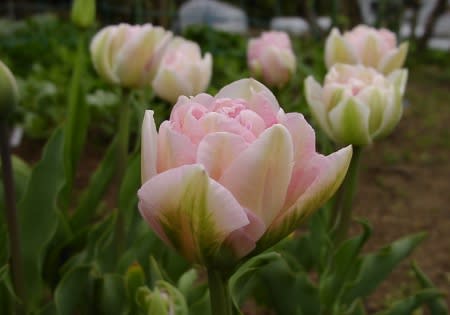 八重咲きチューリップ アンジェリケ さんの魅力 Tamaと花たち