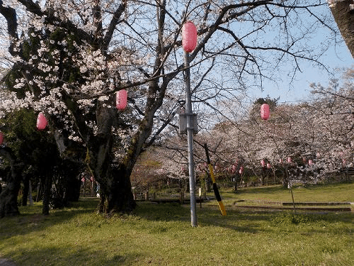 大山緑地の千本桜 平成23年４月からブログはじめました