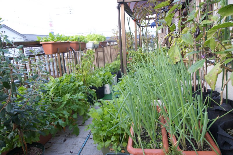 今朝のベランダ菜園 立派に育つ秋冬野菜 小さな庭とベランダ菜園の楽しみ I Enjoy Gardening And Growing Vegetables