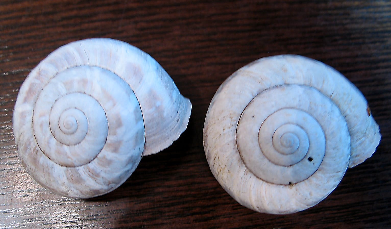 カタツムリ カンアオイ カタツムリ カンアオイ