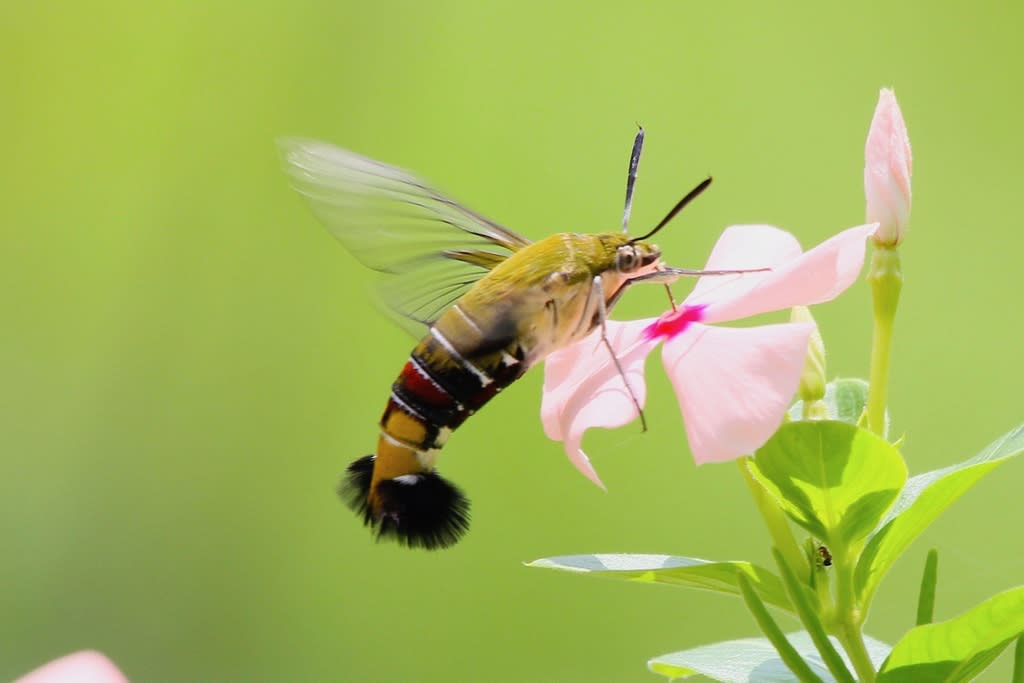 ハチドリのようにホバリングしながら蜜を吸うオオスカシバ 自然を求めて近辺ぶらり