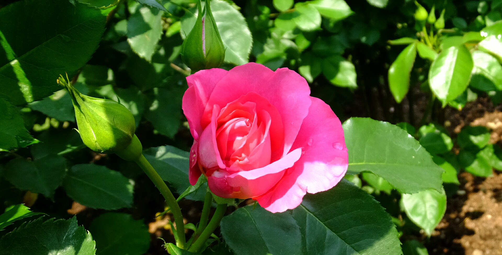 満開の薔薇 日本作出のバラ 京都で定年後生活