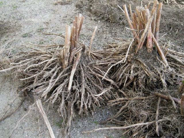 アスパラガスの根塊 遊木民のアトリエ
