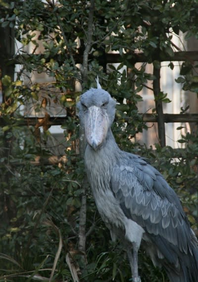 上野動物園 ハシビロコウ お喋りしましょう