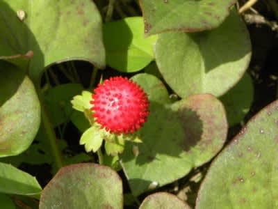 ドクダミの葉の間からヤブヘビイチゴの実が顔を出して 多摩の自然 写真散歩 ドクダミの葉の間からヤブヘビイチゴの実が顔を出して 多摩の自然 写真散歩