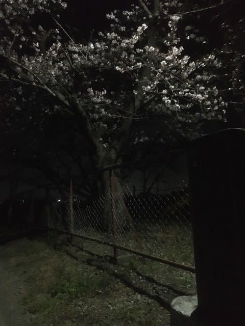 夜桜お七 其の一 皿尾城の空の下