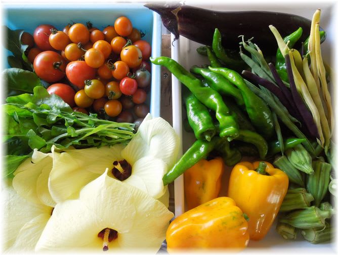 採れたて野菜 2014年9月5日
