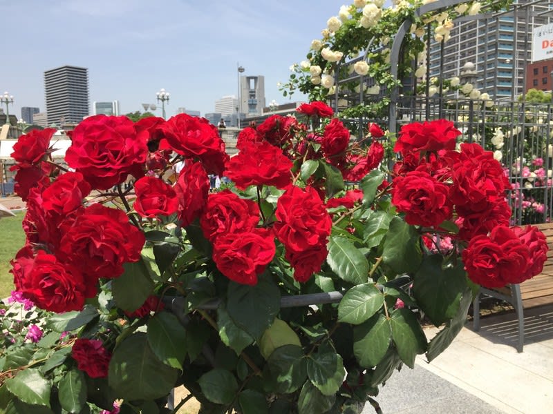 初夏のよろこび 6 中之島バラ園 アンブリッジローズガーデン diary 初夏のよろこび 6 中之島バラ園 アンブリッジローズガーデン diary
