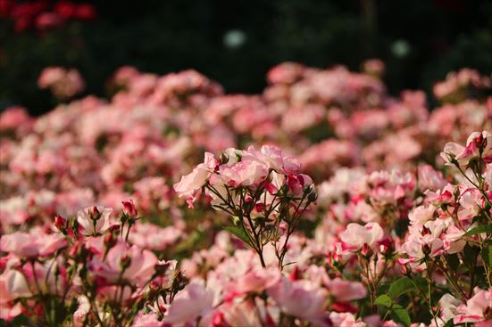 R_20160525IMG_6003.JPG