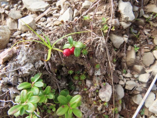 高ボッチ高原・鉢伏山で最近見る事の出来る実・種　コケモモ（苔桃）の液果