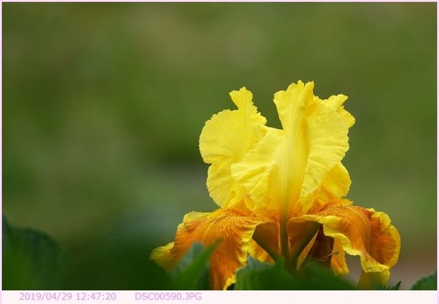 ジャーマンアイリス 黄色の花 弁天ふれあいの森公園へ散歩