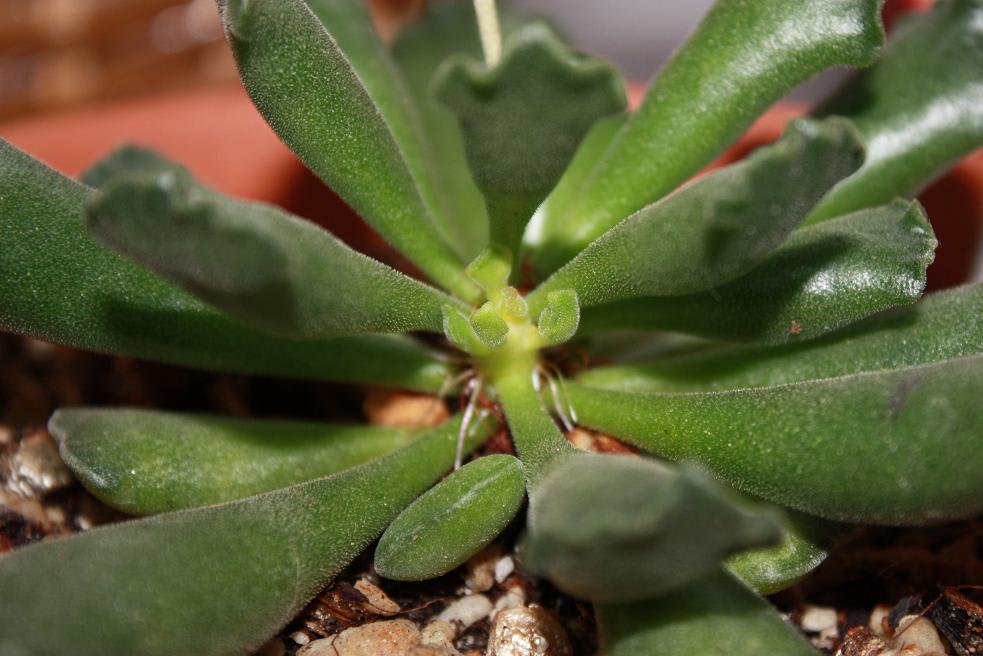 多肉植物その後Ⅴ天章・永楽の画像