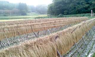帰ってきたホロスケ 永山茂雄著 いわきウーマンのｏｊｏｎｃｏ おじょんこ 館いわき出身女性３名に引き継がれた古民家