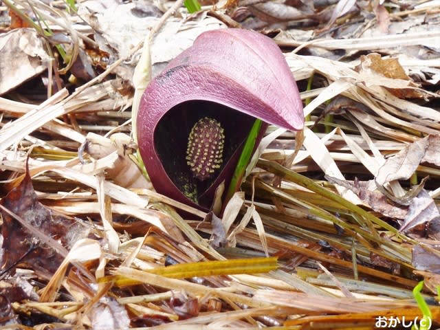 スカンク キャベツ とは イヤな表現ですよね 地球国を創ろう そして 宇宙へ飛び出そう