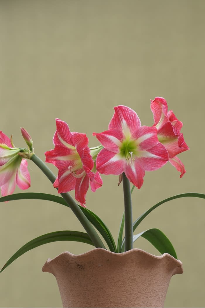 庭の花 アマリリス 都内散歩 散歩と写真