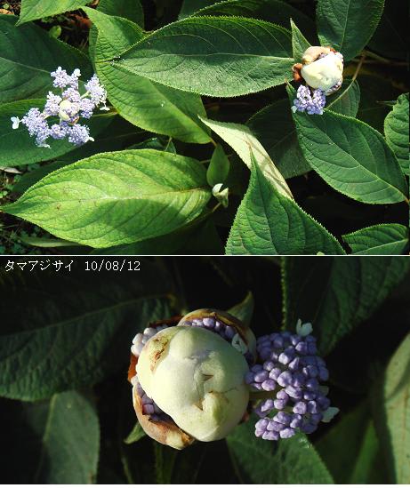 タマアジサイ 玉紫陽花 里山コスモスブログ