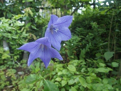 切り戻して咲いたキキョウ 桔梗 の花 ぶな太の四季折々 切り戻して咲いたキキョウ 桔梗 の花 ぶな太の四季折々