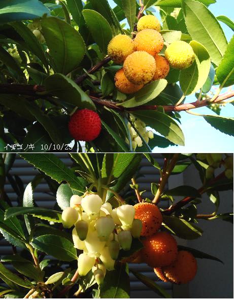 イチゴノキ ３色の果実と釣鐘形の白花 里山コスモスブログ