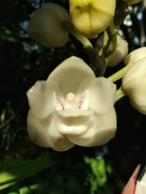 鳩蘭とアリと暮らす奇妙な植物 にゃおん雑記