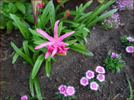 美しい冬庭を目指して １ ピンク花壇 座敷わらし犬とうさぎガーデン