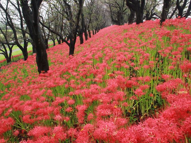 県営権現堂公園の彼岸花 宮の散歩 県営権現堂公園の彼岸花 宮の散歩
