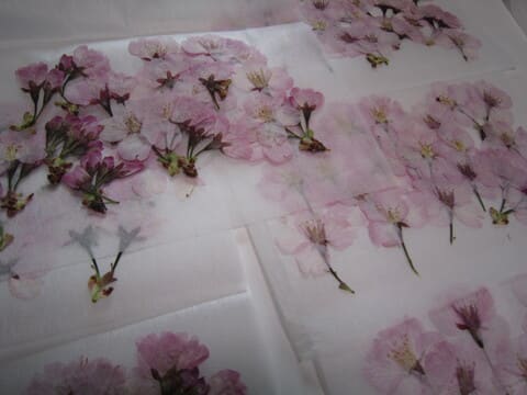 桜の押し花 押し花アート ポケット 内山実枝子のひだまり日記
