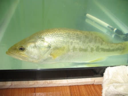 特定外来生物 飼育禁止の魚 オオクチバス 外来魚ひとりがたり
