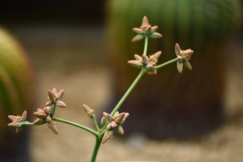 奇想天外のその後の変化と咲き乱れるアメリカフヨウ はなぶん 花の文化園 大阪府 河内長野市 ふくちゃんのブログ 飛行機 風景写真