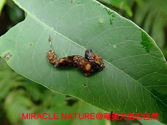 鳥のフンのような芋虫 クロモンカギバ幼虫 Miracle Nature 世界自然遺産の島 奄美大島