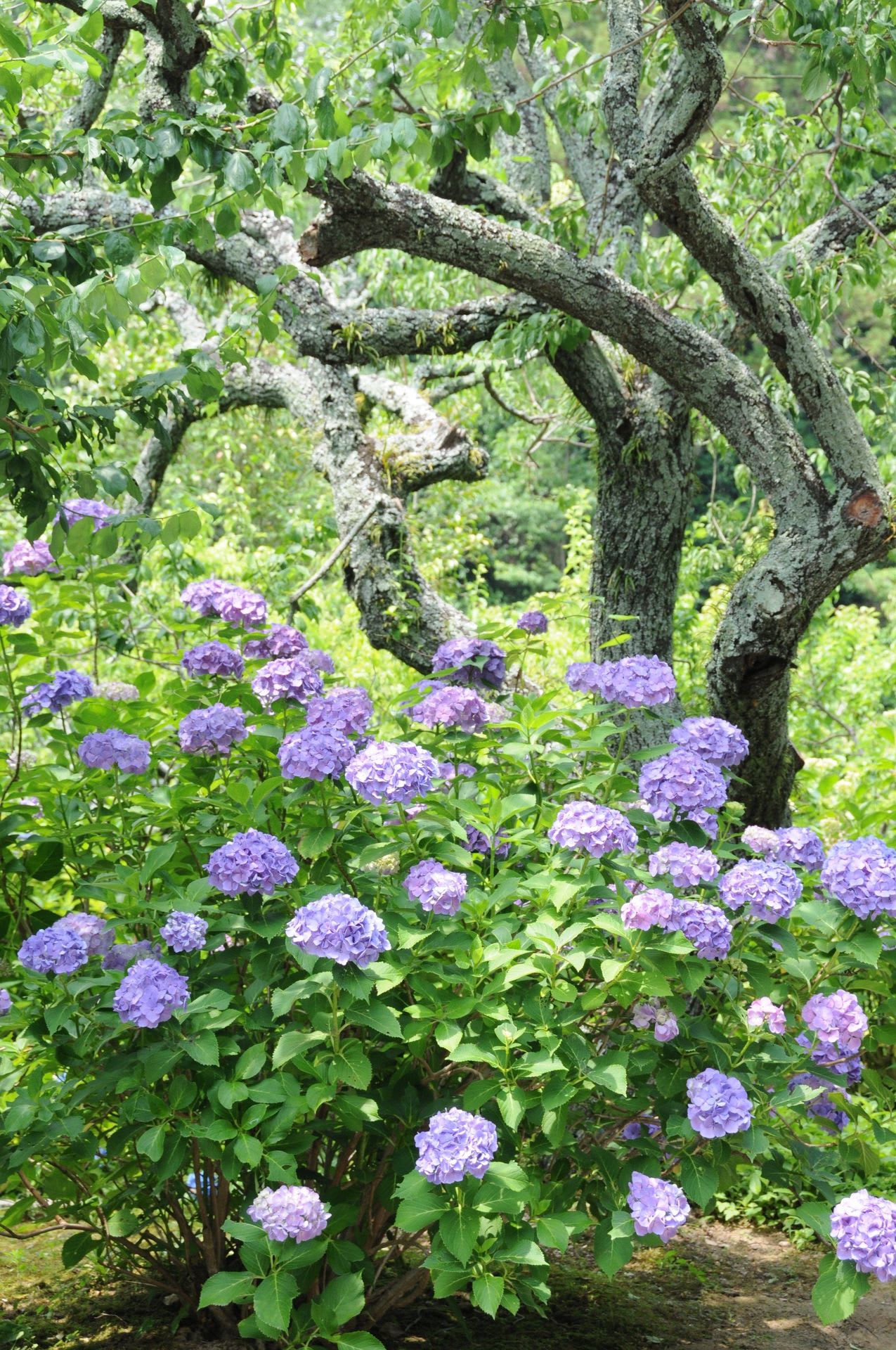 本光寺の紫陽花！①の画像