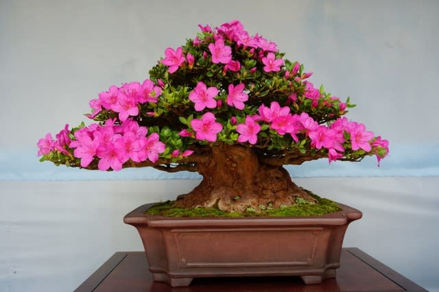 SALE/60%OFF】 盆栽 皐月 紫龍の舞 植物/観葉植物 - education.semel