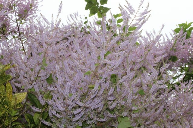 メイフラワーが満開 沖縄の史跡と沖縄四季の花 メイフラワーが満開 沖縄の史跡と沖縄四季の花