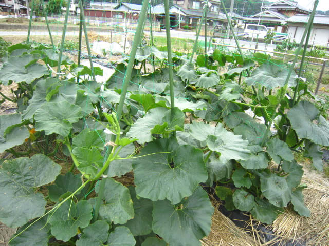 立体栽培のカボチャ ロロン 現在9個 大好き 野菜の時間