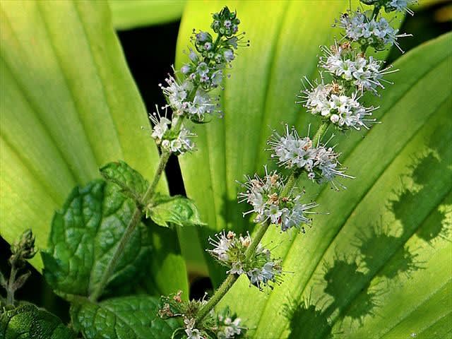 サンゴバナと鶏頭など Gardening2