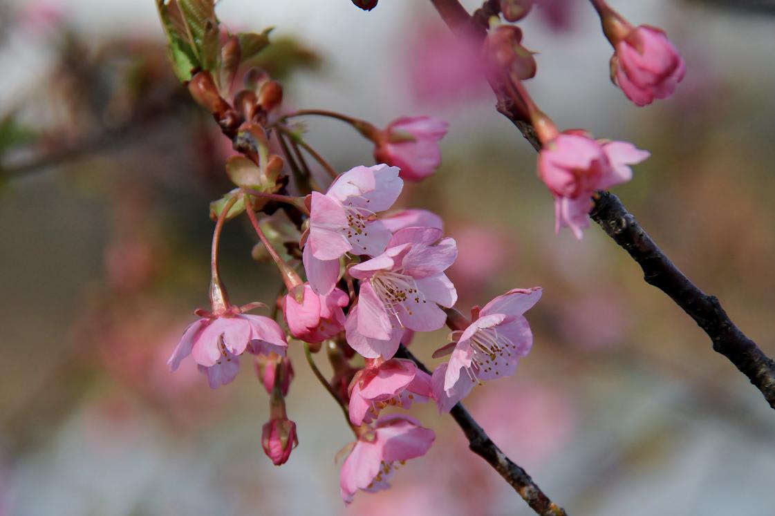 無我苑の桜の画像