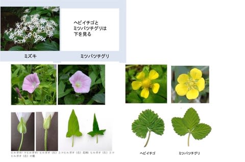 5月の花 玉川上水 花マップ
