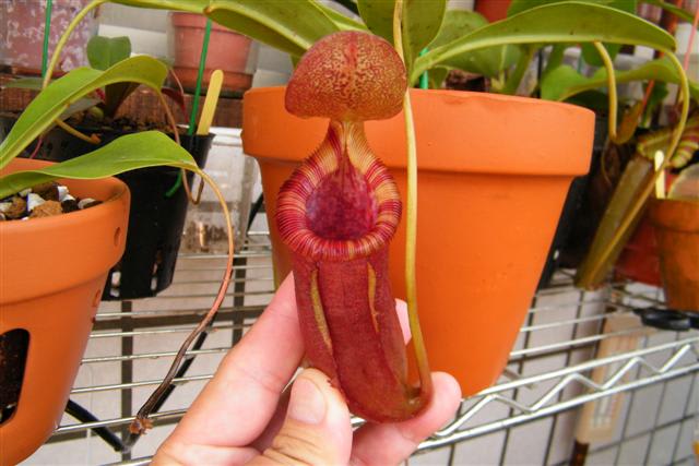 N (ventricosa x sibuyanensis)x xtrusmadiensis - 屋上の植物園