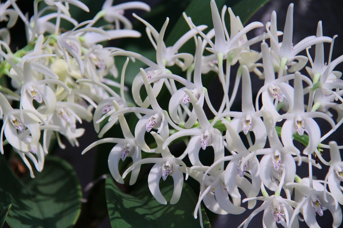 デンドロビューム・スペシ・オスムの花が咲くの画像