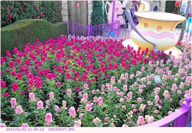東京ディズニーランドの花 のブログ記事一覧 都内散歩 散歩と写真